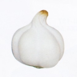 p441.jpg