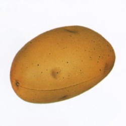 p442.jpg